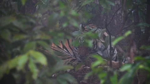 Tiger grooming itself behind foliage in Sanjay Dubri national park Stock Footage 303552676