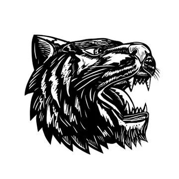 Tiger Growling Scratchboard Stock Illustration