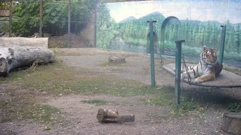 Tiger have chilling on the swing Stock Footage 164049385