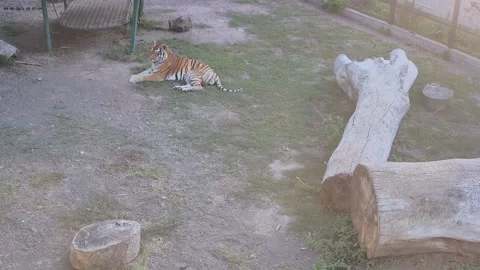 Tiger have resting on the grass on sunset 스톡 동영상 160483237