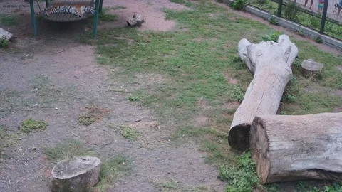 Tiger have resting on the swing Stock Footage 160106553