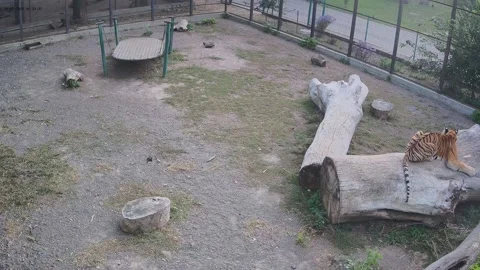 Tiger having reast on the log Stock Footage 162732505