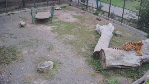 Tiger having rest on the log Stock Footage 162732496