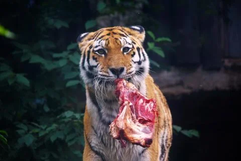 Tiger having a snack Stock Photos
