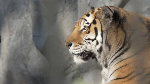 Tiger. The head of an Amur tiger lying in its enclosure at the zoo. Vídeos de archivo 142276086