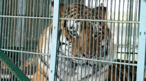 Tiger head in circus cage Stock Footage 47745267
