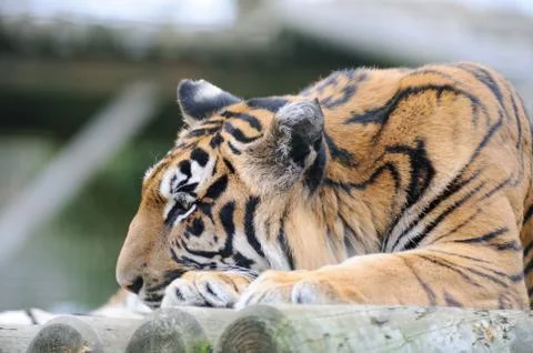 Tiger head down Stock Photos