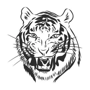 Tiger head engraving vector illustration, hand drawn, sketch Stock Illustration