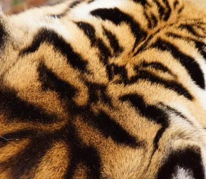 Tiger head fur pattern Stock Photos