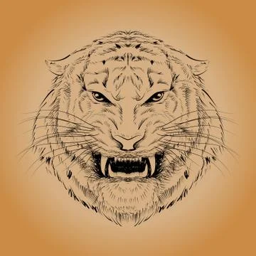 Tiger head hand drawn Stock Illustration