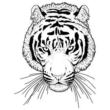 Tiger Head Illustration Vector Stock Illustration