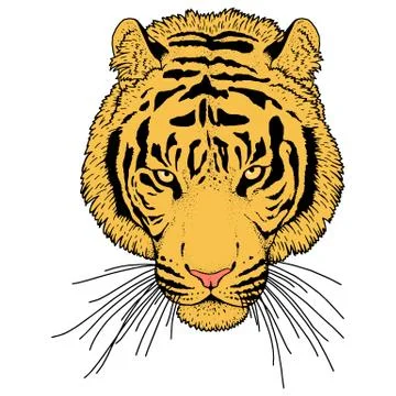 Tiger Head Illustration Vector Stock Illustration