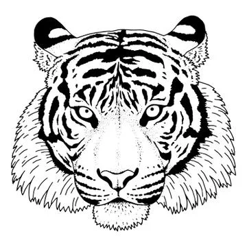 Tiger Head Illustration Vector Stock Illustration