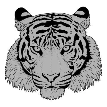 Tiger Head Illustration Vector Stock Illustration