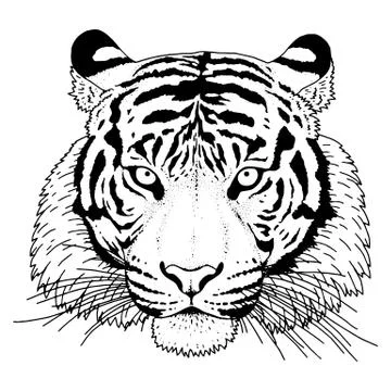 Tiger Head Illustration Vector Stock Illustration