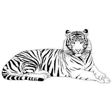 Tiger Head Illustration Vector Stock Illustration