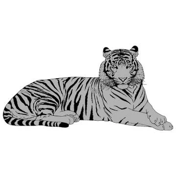 Tiger Head Illustration Vector Stock Illustration