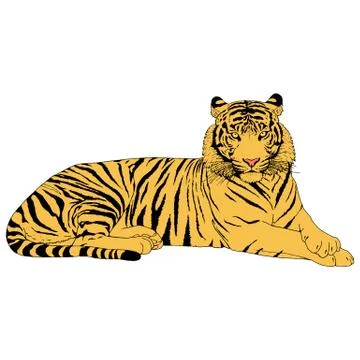 Tiger Head Illustration Vector Stock Illustration