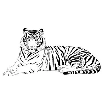 Tiger Head Illustration Vector Stock Illustration