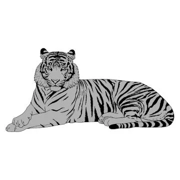 Tiger Head Illustration Vector Stock Illustration