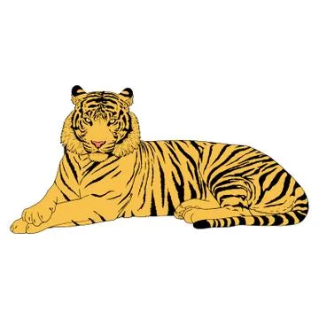 Tiger Head Illustration Vector Stock Illustration