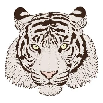 Tiger Head Illustration Vector Stock Illustration