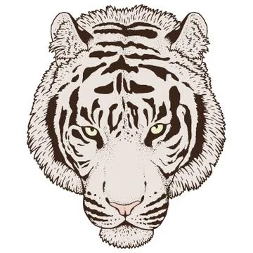 Tiger Head Illustration Vector Illustrazione stock