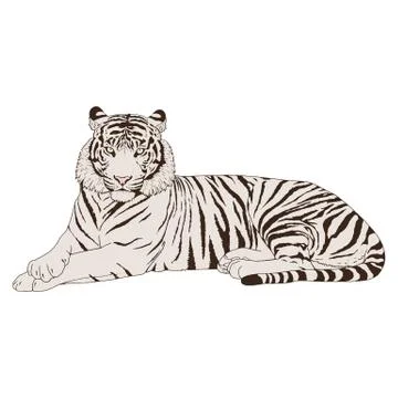 Tiger Head Illustration Vector Stock Illustration
