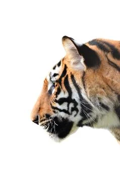 Tiger head isolated Foto stock