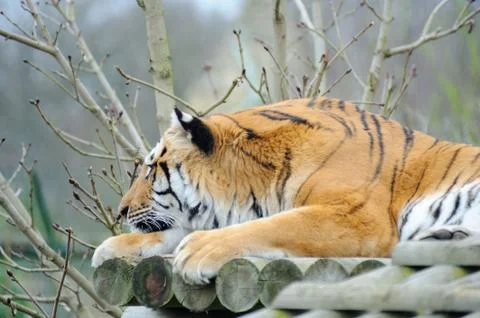 Tiger head on paw Stock Photos
