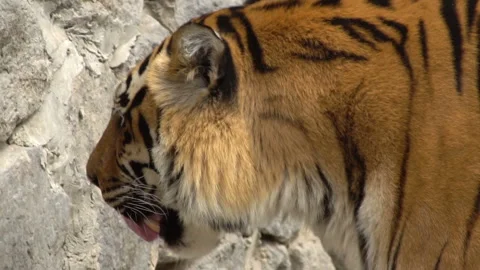 Tiger head, slow motion Stock Footage 155168036