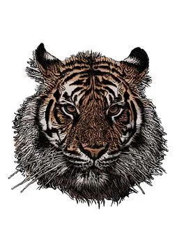 Tiger head vector illustration Illustrazione stock