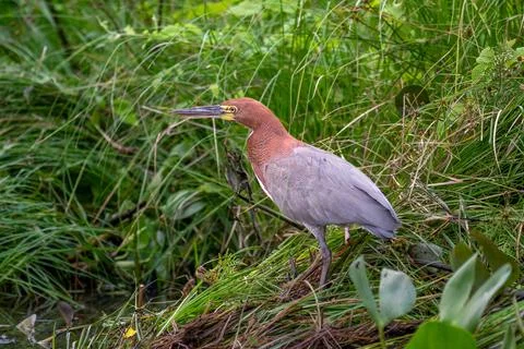Tiger heron Stock Photos