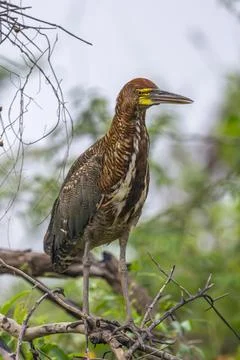 Tiger Heron Stock Photos
