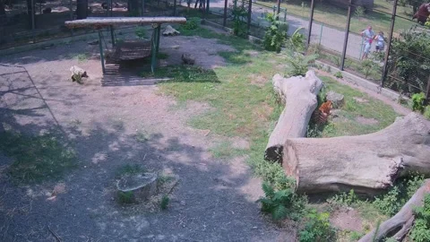 The tiger hid behind a log and eats grass Stock Footage 157493971