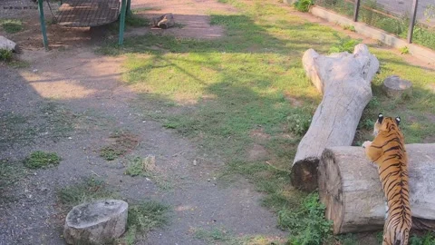 The tiger hid behind a log and is watching the second tiger 스톡 동영상 160106368