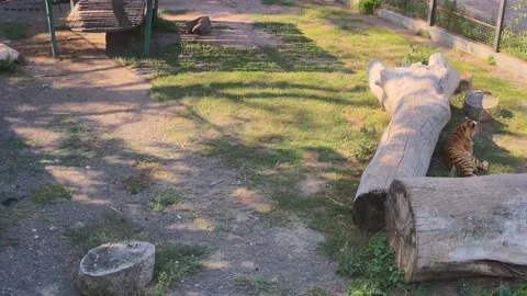 The tiger hid behind a log and another tiger attacked him from the back Stock Footage 160419494