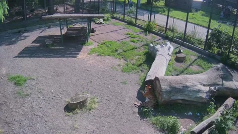 The tiger hid in the shade under a tree from the pouring sun Stock Footage 155443872