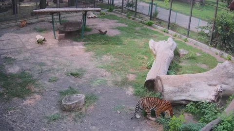 Tiger hides with another tiger behind a large log Video stock 158609452