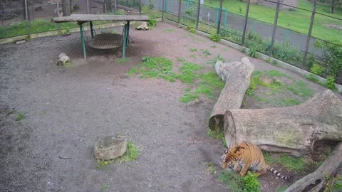 Tiger hides behind a piece of log in a cage Stock Footage 154396077