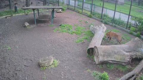 Tiger hides under a swing from the rain Stock Footage 154396096