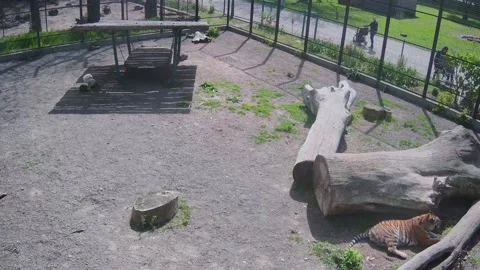 Tiger hides under a tree from the sun Stock Footage 153979326