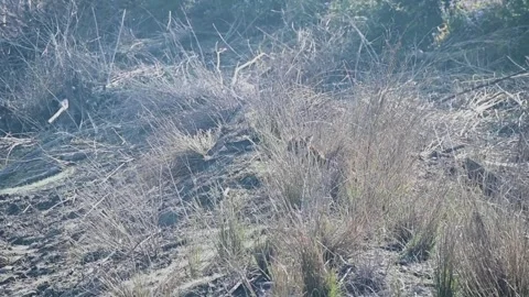 Tiger hiding behind the dry grass in Corbett national park Stock Footage 270156301