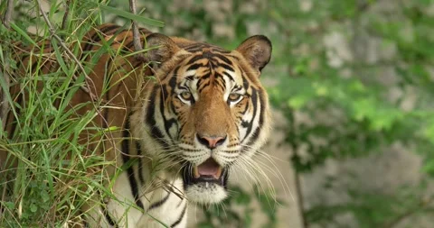Tiger hiding behind a tree, ready to hunt. Stock Footage 276175336