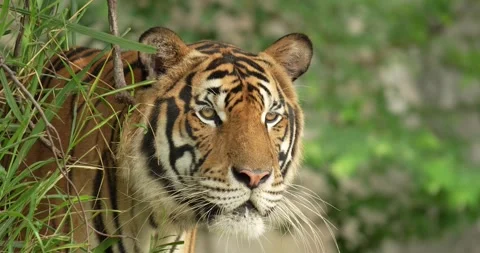 Tiger hiding behind a tree, ready to hunt. Stock Footage 276662491