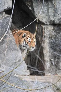 Tiger in his den Stock Photos