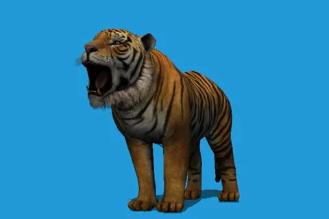 Tiger Howling Video stock 25008608