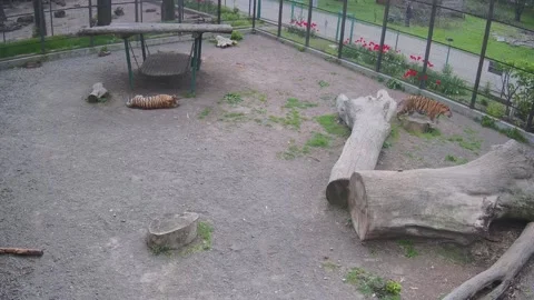 Tiger hunting fron the cage while another tiger slip Stock Footage 153605451