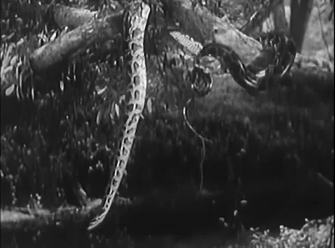 Tiger, hyena, python and lion in jungle montage, 1950s Stock Footage 260258789