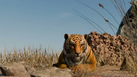 Tiger Idle lie prone Stock Footage 301157622